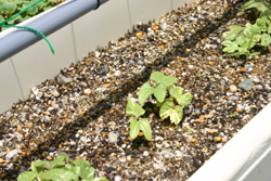 �����Ɉ���Ă��܂�