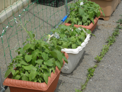 �����ł��B