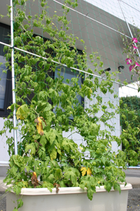 �݂ǂ�̃J�[�e��