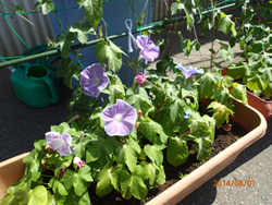 �΂̃J�[�e��