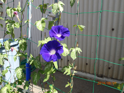 �΂̃J�[�e��