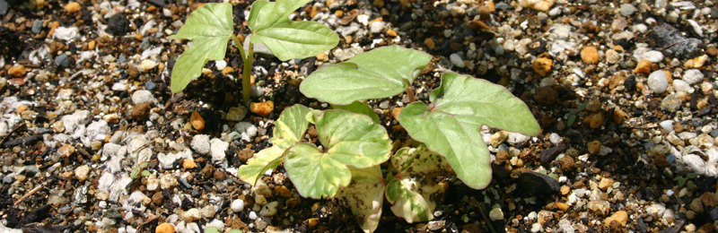 ������